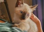 Seal boy - Siamese Cat For Sale - Hampden&comma; MA&comma; US