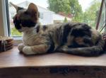 Ravenna - Devon Rex Cat For Sale/Retired Breeding - Philadelphia&comma; PA&comma; US