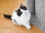GYPSIE - Scottish Straight Cat For Sale - Fontana&comma; CA&comma; US
