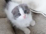 GOOSEY - Scottish Fold Cat For Sale - Fontana&comma; CA&comma; US