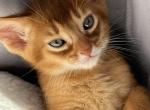 Cooper - Abyssinian Cat For Sale - Staten Island&comma; NY&comma; US
