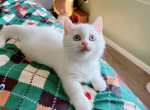 snowball - Munchkin Cat For Sale - Staten Island&comma; NY&comma; US