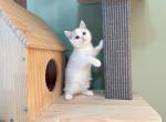 kiki - Munchkin Cat For Sale - Staten Island&comma; NY&comma; US