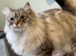 Ragdoll lynxpoint - Ragdoll Cat For Sale - Salem&comma; OR&comma; US