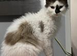 LaPerm Thor - LaPerm Cat For Sale - Salem&comma; OR&comma; US