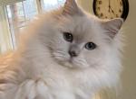 Ragdoll   Lilac point female - Ragdoll Cat For Sale - Salem&comma; OR&comma; US