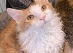 Skookum       Short legged LaPerm - Munchkin Cat For Sale - Salem&comma; OR&comma; US