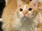 Munchkin Skookum  short legs curly coat - Munchkin Cat For Sale - Salem&comma; OR&comma; US