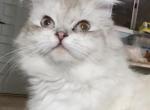 Ragamuffin lynxpoint female - Ragamuffin Cat For Sale - Salem&comma; OR&comma; US