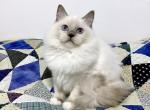 Katey - Ragdoll Cat For Sale - Tuscaloosa&comma; AL&comma; US