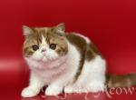 Lusie - Exotic Cat For Sale - Yucca Valley&comma; CA&comma; US