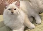 Ragdoll Chocolate point male - Ragdoll Cat For Sale - Salem&comma; OR&comma; US
