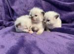 Ragdoll kittens - Ragdoll Cat For Sale - Jacksonville&comma; NC&comma; US