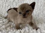 XSB Patrick Mahomes - European Burmese Cat For Sale - ID&comma; US