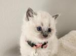 Tianna - Ragdoll Cat For Sale - Attica&comma; MI&comma; US