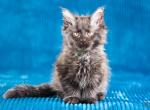 Muffin - Maine Coon Cat For Sale - Brooklyn&comma; NY&comma; US