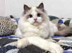 Simon - Ragdoll Cat For Sale - Tuscaloosa&comma; AL&comma; US