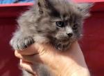 Gus - Maine Coon Cat For Sale - Montgomery&comma; MA&comma; US
