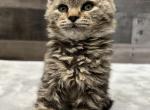 Foxy - American Bobtail Cat For Sale - West Branch&comma; MI&comma; US