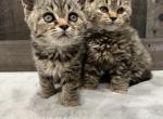 Snooki - American Bobtail Cat For Sale - West Branch&comma; MI&comma; US