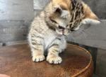 Fin - American Bobtail Cat For Sale - West Branch&comma; MI&comma; US