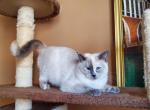 Balinese Mania - Balinese Cat For Sale - Brooklyn&comma; NY&comma; US