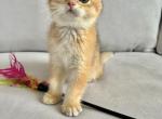 Fifi - Scottish Fold Cat For Sale - Brooklyn&comma; NY&comma; US