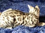 Silver Snow Rosetted Male Stormy - Bengal Cat For Sale - Bradner&comma; OH&comma; US