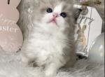 Jay blue bicolor Male - Ragdoll Cat For Sale - Minerva&comma; OH&comma; US