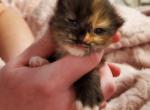 Gingersnap - Siberian Cat For Sale - Clintwood&comma; VA&comma; US