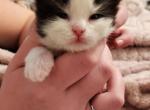 George - Siberian Cat For Sale - Clintwood&comma; VA&comma; US