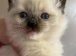 Bunny - Ragdoll Cat For Sale - Chambersburg&comma; PA&comma; US