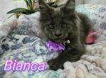 Bianca from Wednesday themed litter - Maine Coon Cat For Sale - Kingman&comma; AZ&comma; US