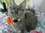 Enid from the Wednesday themed litter - Maine Coon Cat For Sale - Kingman&comma; AZ&comma; US