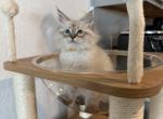 Yellow Collar - Siberian Cat For Sale - Rosenberg&comma; TX&comma; US