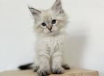 Red Collar - Siberian Cat For Sale - Rosenberg&comma; TX&comma; US