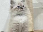 Grey Collar - Siberian Cat For Sale - Rosenberg&comma; TX&comma; US