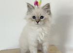 Light Pink Collar - Siberian Cat For Sale - Rosenberg&comma; TX&comma; US