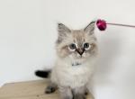 Blue Collar - Siberian Cat For Sale - Rosenberg&comma; TX&comma; US