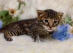 Savannah Boy - Savannah Cat For Sale - Lakeland&comma; FL&comma; US