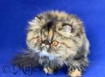 Bronya - Persian Cat For Sale - Yucca Valley&comma; CA&comma; US
