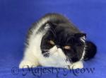 Diana - Exotic Cat For Sale - Yucca Valley&comma; CA&comma; US