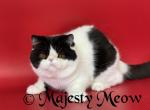 Tony - Exotic Cat For Sale - Yucca Valley&comma; CA&comma; US