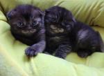 RARE COLORS CHAMPION BLOODLINES - Scottish Fold Cat For Sale - Grand Rapids&comma; MI&comma; US