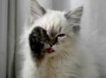Himalayan male - Himalayan Cat For Sale - Vestal&comma; NY&comma; US