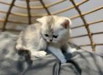 Kitty - Scottish Straight Cat For Sale - Renton&comma; WA&comma; US