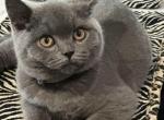 Charlie - British Shorthair Cat For Sale - WA&comma; US