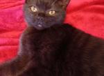 Sweet Scottish Straight kitten - Scottish Straight Cat For Sale - Copperas Cove&comma; TX&comma; US
