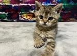 Riley - American Bobtail Cat For Sale - West Branch&comma; MI&comma; US