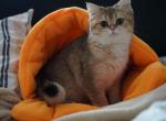 SIRENA - British Shorthair Cat For Sale - San Mateo&comma; CA&comma; US